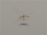 藏品(雙翅目)的圖片